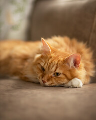 A photo of a beautiful red cat on the couch.