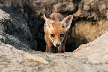 Adorable fox cub peeks out from its earthy den home.