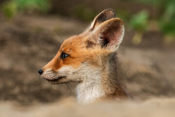Profile view of a cute fox kit in natural habitat.