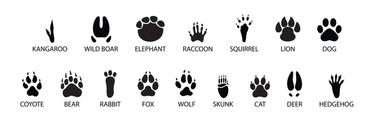vector set of wild wood animals tracks © Amir