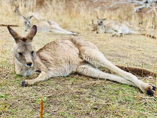 Kangaroo