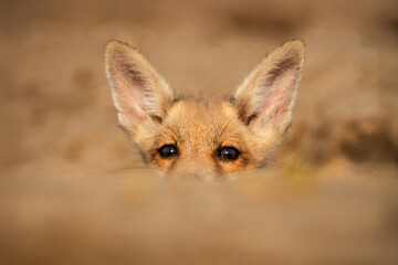 Fototapeta premium Adorable fox peeking out from behind sandy terrain.