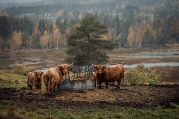 Scottish Highland cattle bull