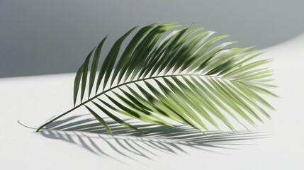 Fototapeta premium Palm Leaf on a White Background