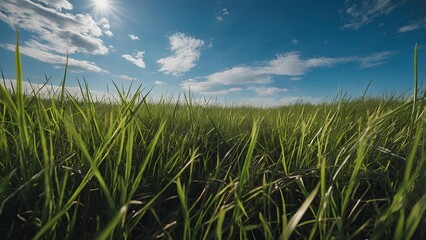 Obraz premium Horizontal landscape of green grass and clear blue sky with white cloud