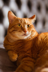 Portrait of Playful Ginger Cat Raising up Paw and Looking on Black Background.