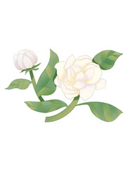 Obraz premium branch of a blossoming tree