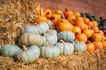 Diverse Pumpkin Display: Jarrahdale, Orange Smoothie, and Tetsukabuto on Straw