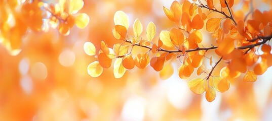 Fototapeta premium Vibrant Orange Leaves on Branch, Against Blurred Autumn Foliage. Warm and Delicate Nature Background