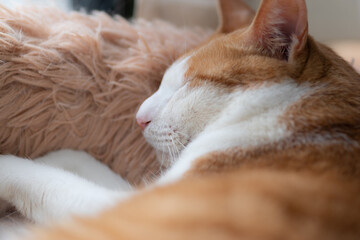 窓辺で眠る可愛い猫　茶トラ白