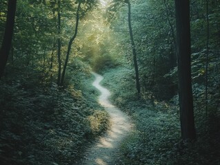 Fototapeta premium A minimalist shot of a narrow path winding through a dense forest, with clean lines formed by the path and soft sunlight highlighting the simplicity of nature