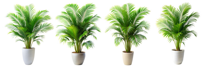 Obraz premium Areca Palm Branch with Feathery, Vibrant Green Fronds in a Tall Pot Isolated on Transparent and White Background