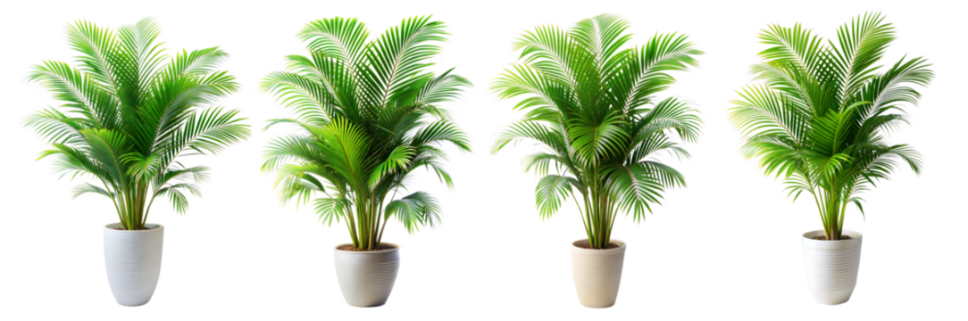 Areca Palm Branch with Feathery, Vibrant Green Fronds in a Tall Pot Isolated on Transparent and White Background
