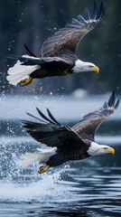 Two bald eagles soaring above a shimmering lake, capturing a moment of nature's beauty.