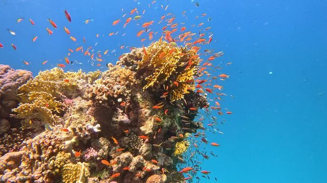 Underwater landscape, coral reef with many tropical fish of different species against the backdrop of blue water in the Red Sea