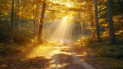 Obraz premium Sunbeams Illuminating a Forest Path with Golden Autumn Leaves