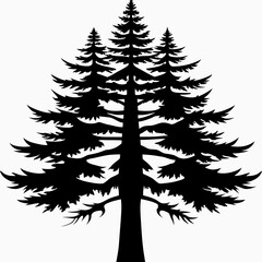 Obraz premium redwood-tree-silhouette
