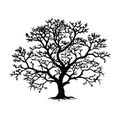 Obraz premium monterrey-oak-tree-silhouette
