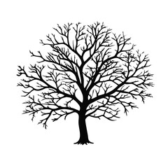 Fototapeta premium littleleaf-linden-tree-silhouette