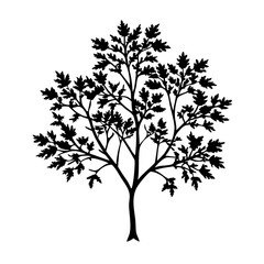 Obraz premium mallow-tree-silhouette