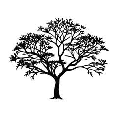 Obraz premium lancewood-tree-silhouette