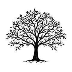 Fototapeta premium lime-tree-silhouette