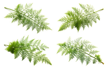 Asparagus Fern Branch with Delicate, Feathery Leaves Isolated on Transparent and White Background