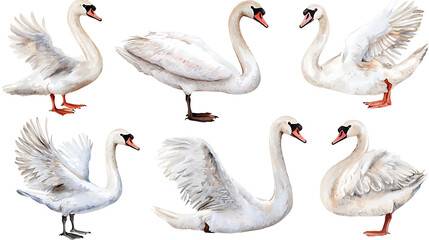Obraz premium A collection of elegant swans hand-painted in soft watercolor style, showing various poses of the birds on white background