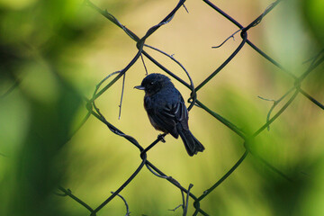 Small Black Bird Perched on a Wire Fence, Nature Background