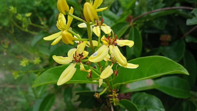 Close up of yellow Golden Shower / Golden Thryallis(Galphimia gracilis) flower in the garden with green leaves in background. photo taken in malaysia