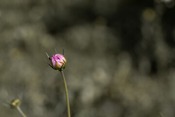 Closed flower bud peony closeup with a copyspace