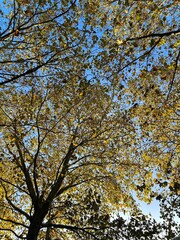 Golden Autumn Leaves Against a Clear Blue Sky