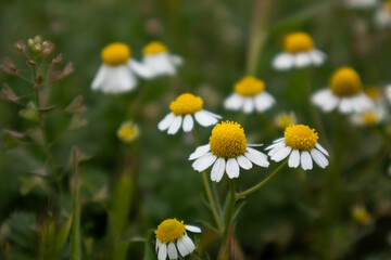 Lush Green Field of Wild Chamomiles in Bloom, Close-Up View of White Petals and Yellow Centers in Natural Meadow Setting