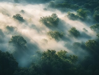 A dramatic cinematic shot of a misty forest at dawn, with layers of fog hovering above the trees, and soft light breaking through the canopy, giving a sense of mystery and serenity