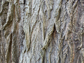 Abstract background. Structure of old tree bark
