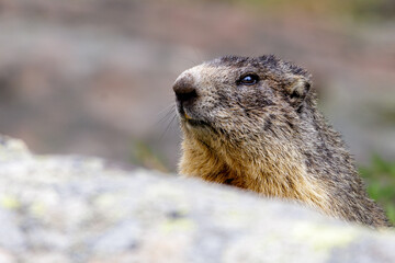 portrait de marmotte des Alpes