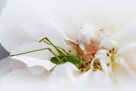 sauterelle verte dans une rose blanche
