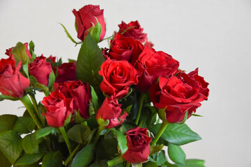 Obraz premium 赤いばら