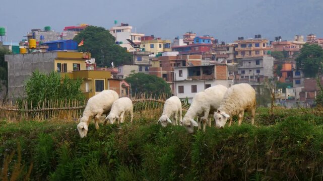 Sheeps grazing green grass in slow motion.