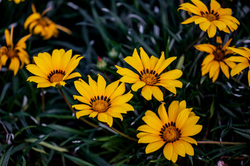 several orange yellow flowers photographed in nature