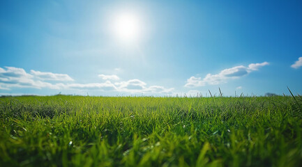 A wide shot of the sky, with a clear blue background and a green grass field in front. The grass is tall, with some white flowers blooming on it. 