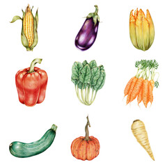 Vegetables sticker png organic botanical illustration collection