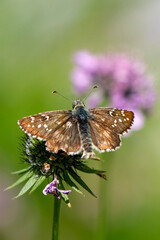 Hespérie de l’alchémille (Pyrgus serratulae)