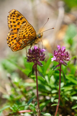 Grand nacré, papillon orange taché de noir