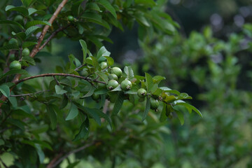 Guava is a fruit that is full of many vitamins. It helps nourish the skin to be beautiful and clear. It is high in dietary fiber, making it suitable for those who are trying to lose weight.