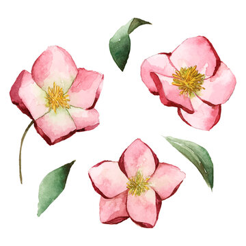 Blooming hellbore png flower sticker, winter watercolor illustration on transparent background