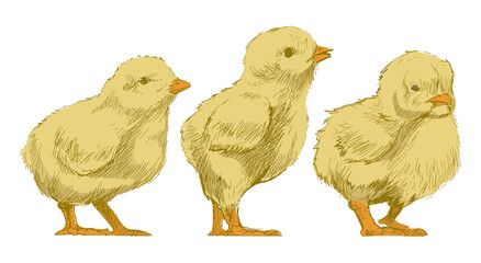 Png baby chicks  animal illustration, transparent background