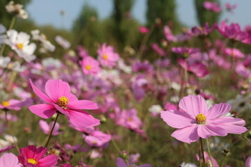 pink cosmos flowers