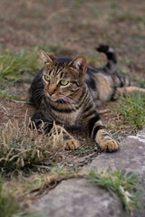 A charming Greek cat relaxing in the sun, sitting on a stone wall in a picturesque village. This image evokes the warmth of Greek culture and the easygoing life of village cats.