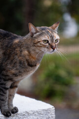 A charming Greek cat relaxing in the sun, sitting on a stone wall in a picturesque village. This image evokes the warmth of Greek culture and the easygoing life of village cats.